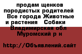 продам щенков породистых родителей - Все города Животные и растения » Собаки   . Владимирская обл.,Муромский р-н